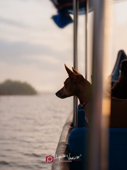 Pragalbh - Fine Art Pet Photography The Heart of the Street: Indie Dogs & Rescues photo 12