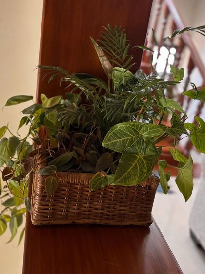 Baskets and plants are a perfect match. This arrangement in a cane basket combines different textures and shades of green, creating a lush and natural-looking display for a tabletop or shelf.