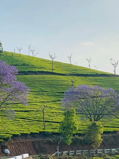 Jacaranda trees in full bloom add a splash of purple to the green hills of the Nilgiris. Cycling during the blooming season is a truly special experience.