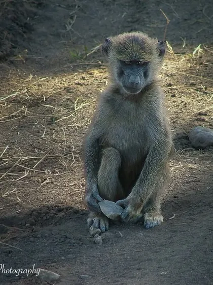 "Blink, and it's Monday again!" An Olive Baboon from Lake Nakuru, Kenya, looking thoroughly unimpressed. This photo from my 2007 archives shows that my love for capturing animal moods started early.