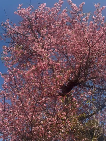 The Kumaon Sanctuary: Slow & Easy Vacations photo 24