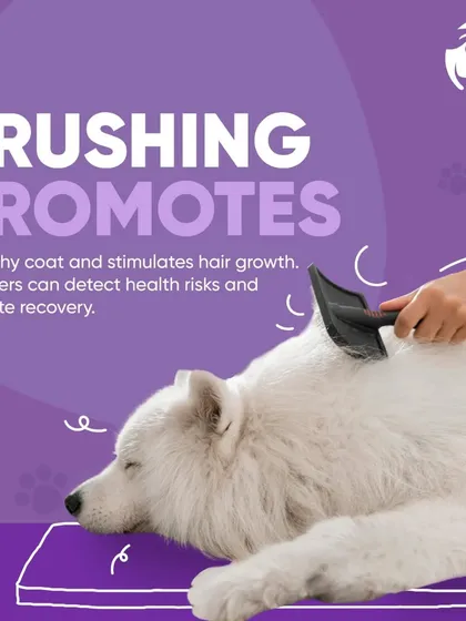 Regular brushing is more than just for looks; it promotes a healthy coat and stimulates hair growth. While I brush, I also check for any underlying skin issues, making it an important part of a health check.