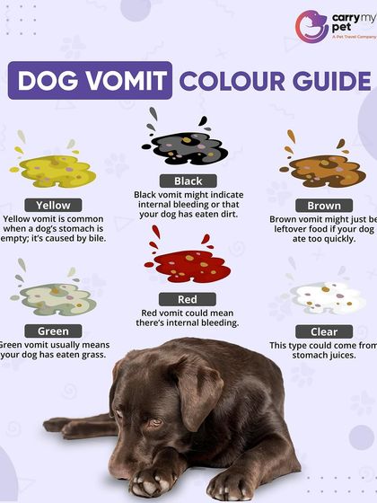 CarryMyPet - Pet Travel & Parenting Consultation Pet Parenting & Wellness photo 31