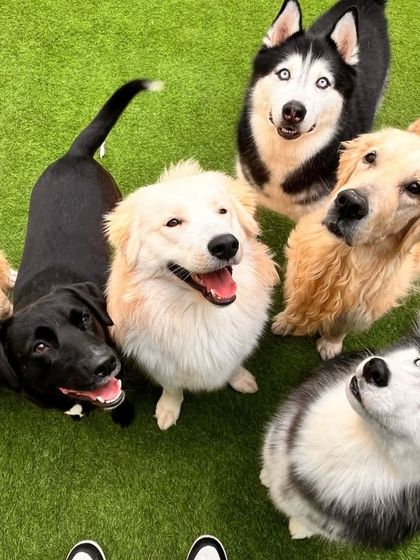 A beautiful group of friends looking up, waiting for the fun to start. We have Huskies, Labradors, and Golden Retrievers all playing together.