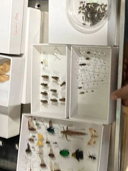 The Earth School - Montessori Primary & Elementary Program The World is Our Classroom photo 38