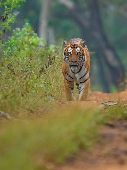 A tigress named Sundari on a monsoon morning in Bandipur. We didn't chase her; we anticipated her path and positioned our vehicle for the perfect eye-level shot. This is the essence of a guided photo safari: using experience to create opportunity.