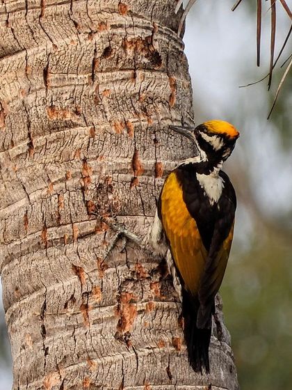 Look what we spotted. A beautiful Black-rumped flameback woodpecker seen during one of our camps. We always keep our eyes open for local wildlife.