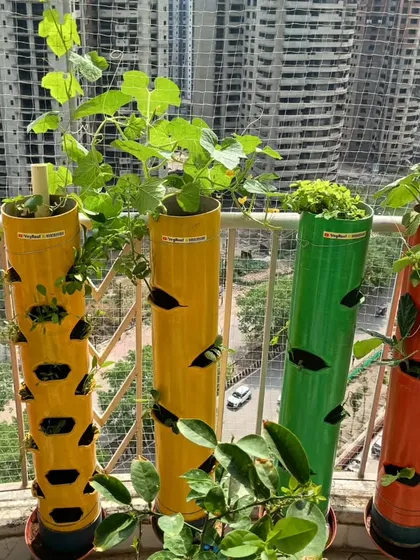 This is what urban gardening looks like. Even in a high-rise apartment with a small balcony, you can create a vibrant, productive garden. These colorful towers bring life to the concrete jungle and fresh food to your plate.