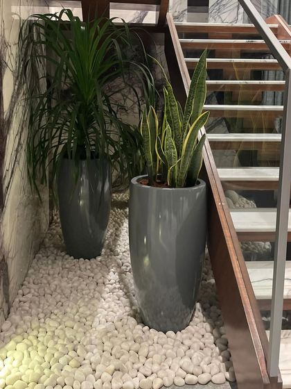 Make My Garden - Nursery & Gardening Store (Retail) Indoor & Air Purifying Plants photo 26