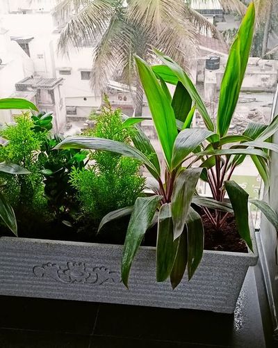 Indoor Garden Design