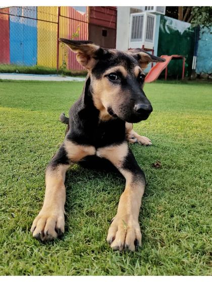 Adoption Call: Meet Daniel, a 4-month-old desi boy full of energy and love. He's vaccinated, dewormed, and ready for his forever family.