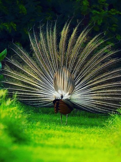 We usually enjoy the peacock from the front, but have you ever seen it from the back? When the sun's rays illuminate its feathers from behind at a certain angle, it creates a shining, almost magical effect. It shows that there is hidden beauty in looking at things from a different perspective.