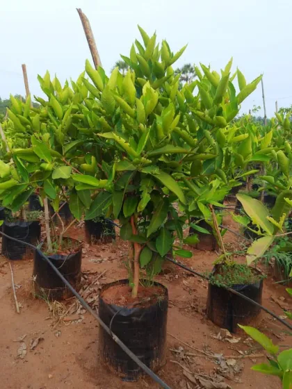 A larger, more mature lemon tree, well-established and ready to produce fruit soon after planting.