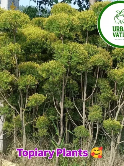 Topiary plants with a unique, cloud-like shape.