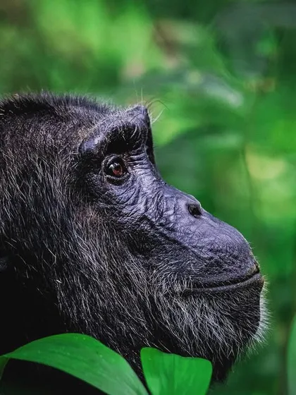 A portrait of a chimpanzee in the dense green foliage of its habitat. The thoughtful expression and human-like eyes create a powerful connection with the viewer.