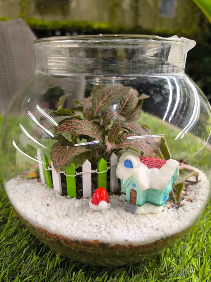 A festive Christmas terrarium featuring a Fittonia plant in a snowy landscape. The best gifts don't need wrapping, just a little watering.