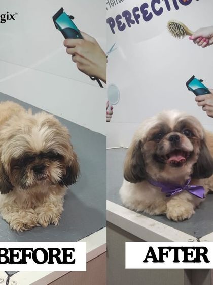 From ruff to fluff. We worked our magic to give this adorable fur baby a complete makeover, and the results are paw-some.