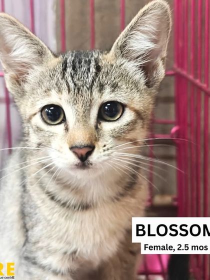 Charlie's Animal Rescue Centre - Animal Rescue & Adoption Ready for a Home: Adopt a Cat photo 3