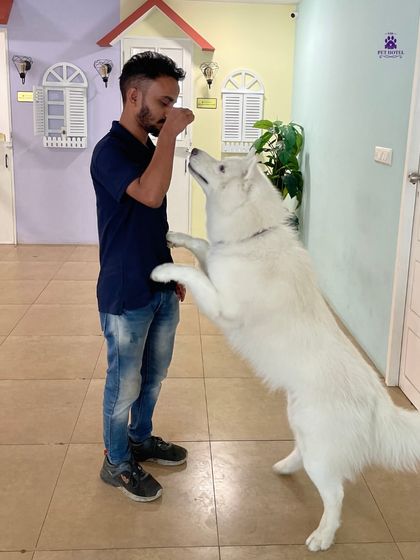 PawsnCollars - Pet Boarding & Hotel Luxury Dog Suites & Stays photo 12