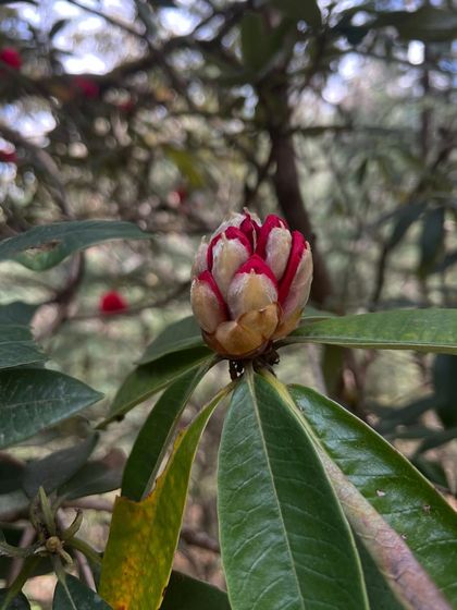 Nature Immersion & Forest Therapy photo 17