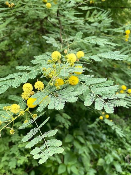 The fragrant, ball-shaped yellow flowers of a native Acacia species at the Badshahpur forest corridor. This tree is a magnet for bees and other pollinators.