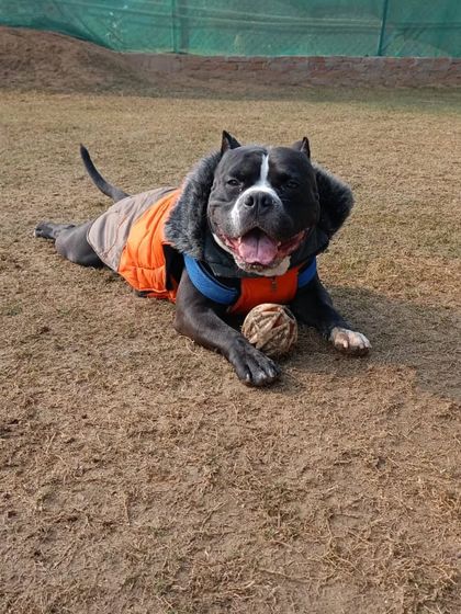 When the ball is your most prized possession. This happy Pitbull is enjoying some quality time with his toy.