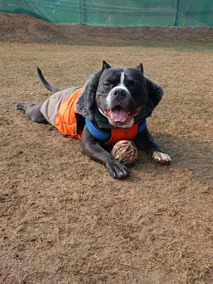 This handsome Pitbull, all bundled up in his winter coat, is proudly posing with his most prized possession, his ball.
