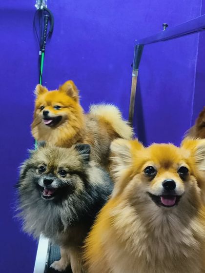 Bengaluru Pet Company - Pet Grooming Our Happy Clients photo 84