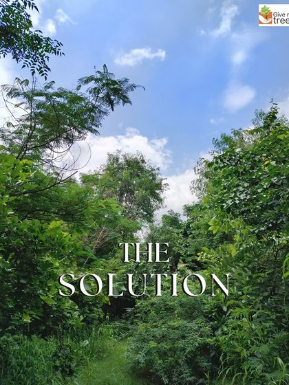 This is the solution. A dense, thriving forest is the best answer to pollution, heat, and biodiversity loss. This is what we are building in and around our cities.