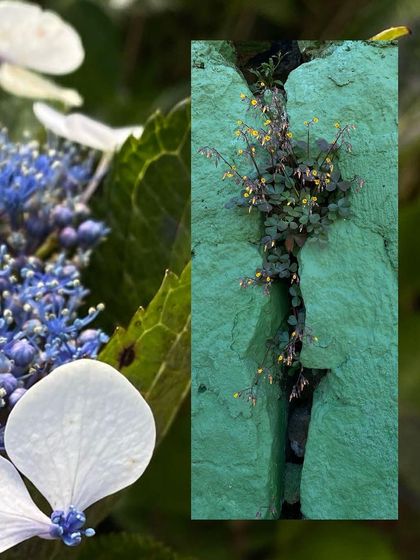 A macro shot of a tiny plant growing through a crack in a green painted wall.