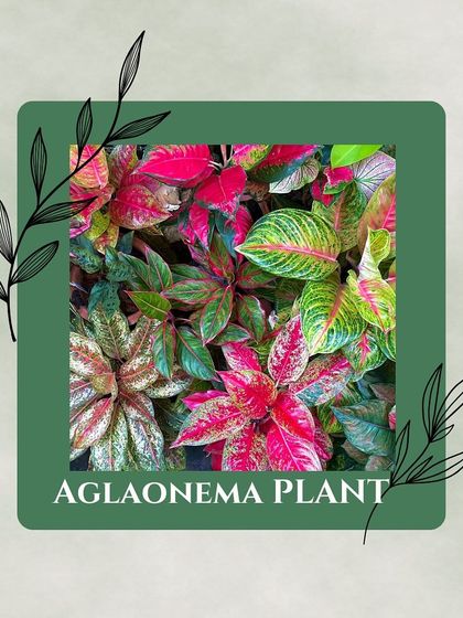 Zen Spaces - Plants & Garden Supplies Breathe Easy: Air-Purifying Plants photo 8