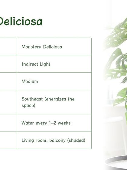 Here is a Monstera Deliciosa supported by a moss stick. This encourages upward growth and helps the plant develop larger, more mature leaves, creating a stunning vertical accent in your home.