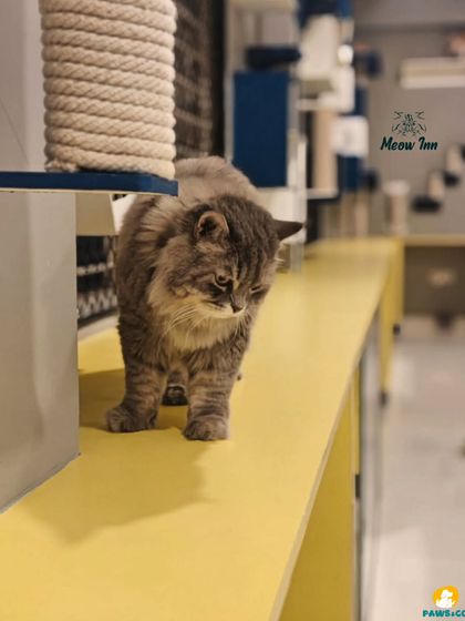 Meow Inn - Cat Hotel & Boarding A Tour of Our Cage-Free Paradise photo 11