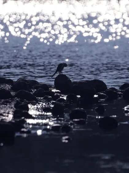 A simple silhouette of a bird against the sparkling water at dusk. I love playing with light and shadow to create artistic wildlife portraits. This image isn't just about the bird, but about the feeling of tranquility and beauty at the water's edge.