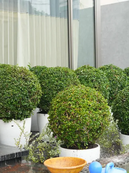 Watering the newly placed topiary balls. This simple act is crucial for helping them establish in their new environment.