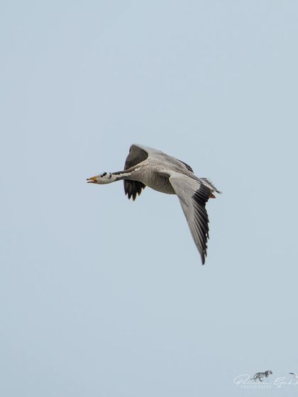A Bar-headed Goose in flight. These geese are famous for flying over the Himalayas during migration.