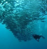 Scuba Training & Certification