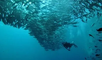Imagine being surrounded by a swirling vortex of fish. This is the kind of breathtaking moment we seek out on our dive trips, where you become completely immersed in the marine ecosystem.
