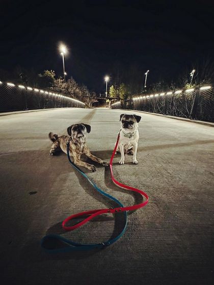 Tulsa Dog Trainer - Immersive Board & Train Programs Board & Train Graduates photo 68
