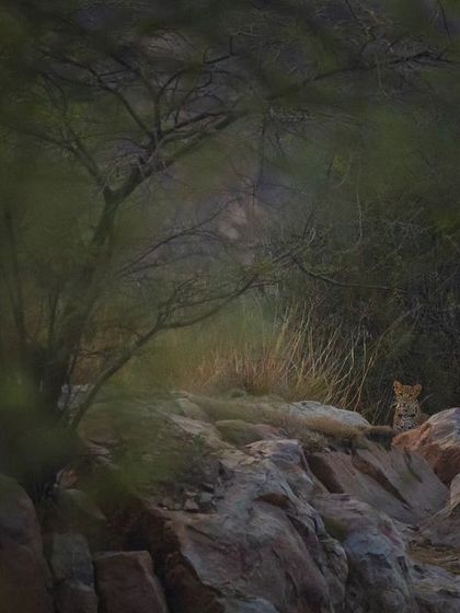 A leopard cub rests on the rocks, almost invisible against the terrain, a testament to the thriving, yet hidden, population in our city.