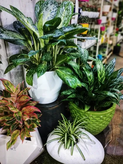A festive display of Aglaonemas and other indoor plants in modern decorative planters, perfect for home decor during Diwali or any celebration.