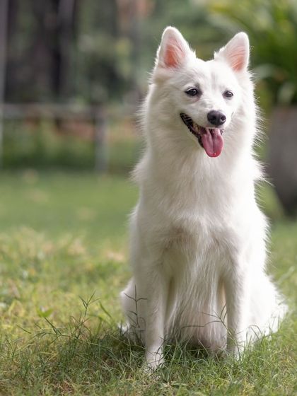 WoofWoof Stories - Pet & Family Photography Outdoor Adventures photo 16