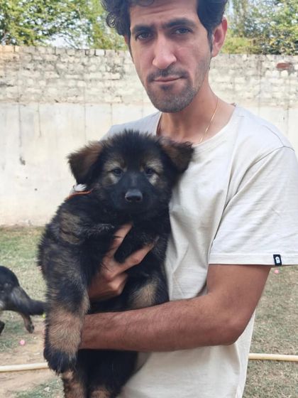 Holding a puppy from our "FireArm" litter (Karma x Renzo). These pups are like teddy bears now, but they carry the genetics of serious working dogs.