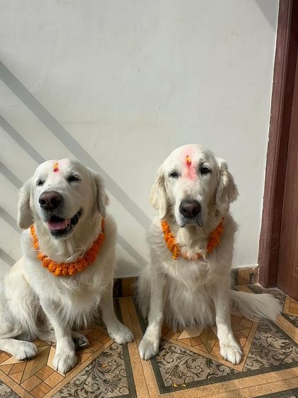 Deepthi - Dog Travel & Adventure Coaching International Diaries: Adventures in Nepal & Bhutan photo 3