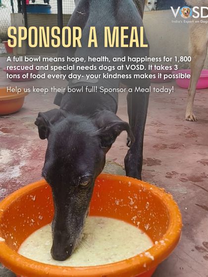 Kala Namak savors his meal. It takes three tons of food daily to make this simple moment of happiness possible for all our dogs. Your kindness is the key ingredient.