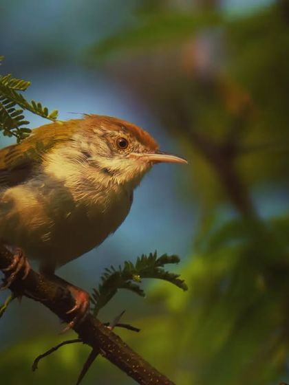A Common Tailorbird seen up close, its long beak and rufous cap clearly visible. The lighting creates a painterly effect, highlighting the bird's form.