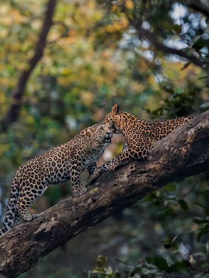 Leopards: The Elusive Ghosts photo 12