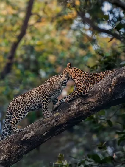 An intimate moment between two leopards on a tree branch in Dhikala, Corbett.
