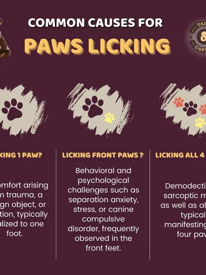 Ever wonder why your dog is licking their paws? This guide explains common causes, from discomfort in one paw to allergies affecting all four.