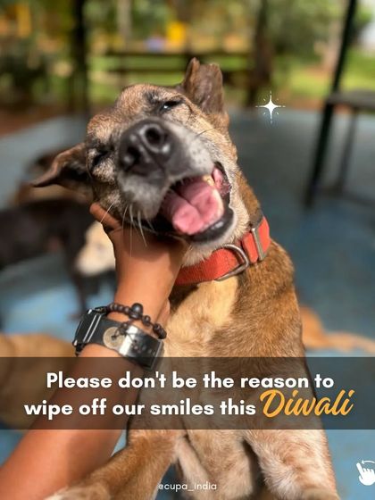 Cupa - Animal Cruelty Legal Aid & Advocacy Building a Compassionate Community photo 14